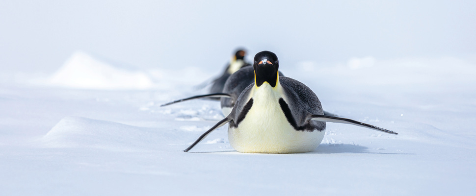 Scenic Eclipse Excursions Penguins 1.jpeg